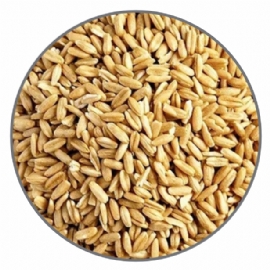 SEMENTES PARA PASSAROS FJD ARROZ COM CASCA 5KG