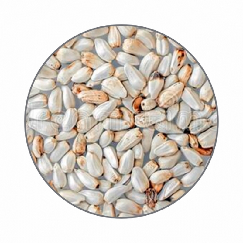 Sementes para Pssaros FJD Crtamo 5kg